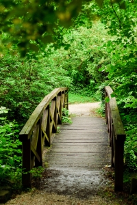 vertical bridge forest